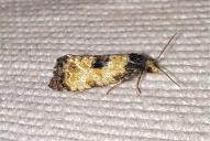 Neocochylis dubitana