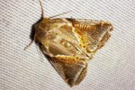 Habrosyne pyritoides