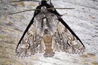 Brachionycha nubeculosa