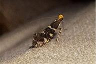 Callisto denticulella