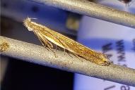 Sophronia semicostella