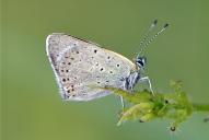 Lycaena tityrus