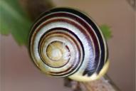 Cepaea hortensis