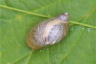 Succinea putris