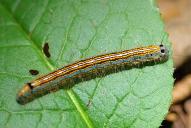 Malacosoma neustria (Raupe)