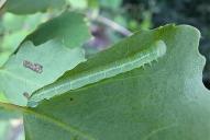 Lobophora halterata (Raupe)