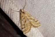 Parapoynx stratiotata