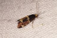 Incurvaria praelatella