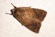 Apterogenum ypsillon