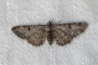 Eupithecia distinctaria