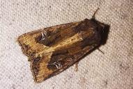 Helotropha leucostigma