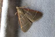 Hypsopygia glaucinalis