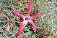 Clathrus archeri