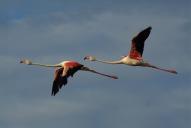 Phoenicopterus roseus