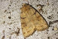 Eugnorisma depunctum