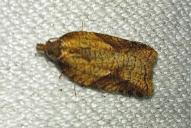 Acleris aspersana