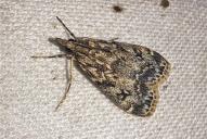 Eudonia truncicolella