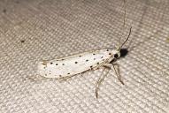 Yponomeuta cagnagella