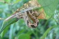 Pelurga comitata (Raupe)