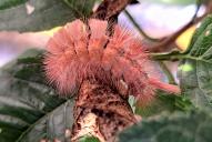 Calliteara pudibunda (Raupe)