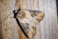 Lateroligia ophiogramma