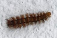 Spilarctia lutea (Raupe)