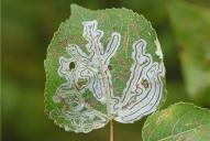 Phyllocnistis labyrinthella