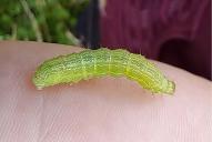 Autographa gamma (Raupe)