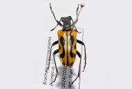 Brachyta interrogationis