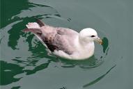Fulmarus glacialis