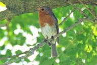 Erithacus rubecula