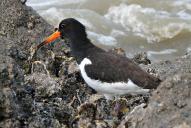 Haematopus ostralegus