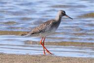 Tringa totanus