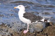 Larus marinus