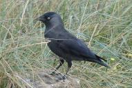 Coloeus monedula