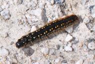 Eriogaster arbusculae (Raupe)