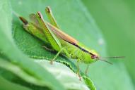 Mecostethus parapleurus