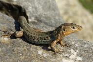 Podarcis peloponnesiacus
