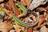 Lacerta agilis