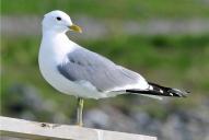 Larus canus