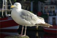 Larus argentatus