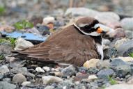 Charadrius hiaticula