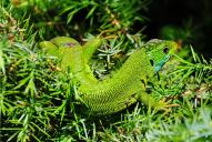 Lacerta viridis