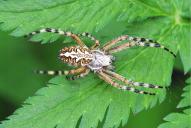Aculepeira ceropegia