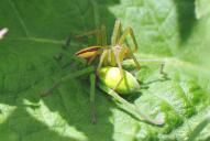 Micrommata virescens