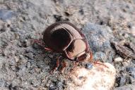 Chrysolina staphylaea