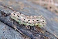 Noctua pronuba (Raupe)