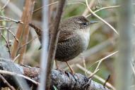 Troglodytes troglodytes