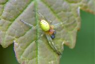 Araniella cucurbitina od. opisthographa