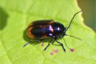 Cryptocephalus bipunctatus